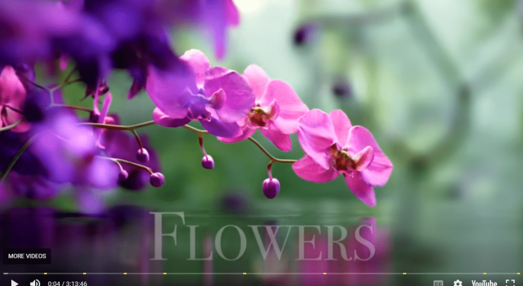 Reverse Video Search Guide: How to Reverse Video Search